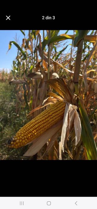 Vând porumb știulete
