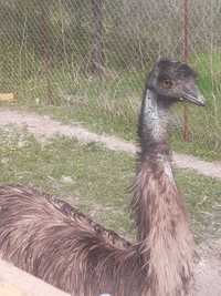 Strut EMU mascul 4 ani