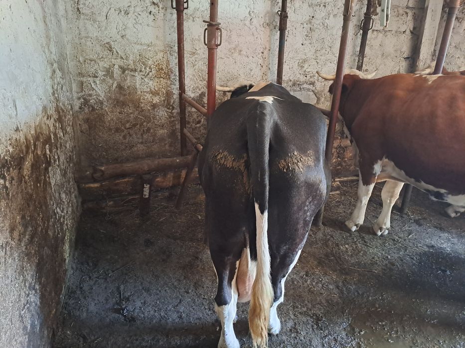 Vând vaca cu vițel