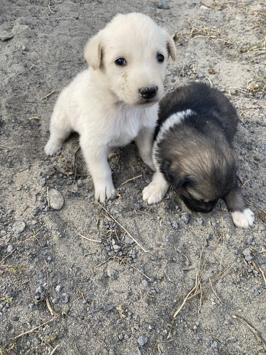 Доставка есть щенки