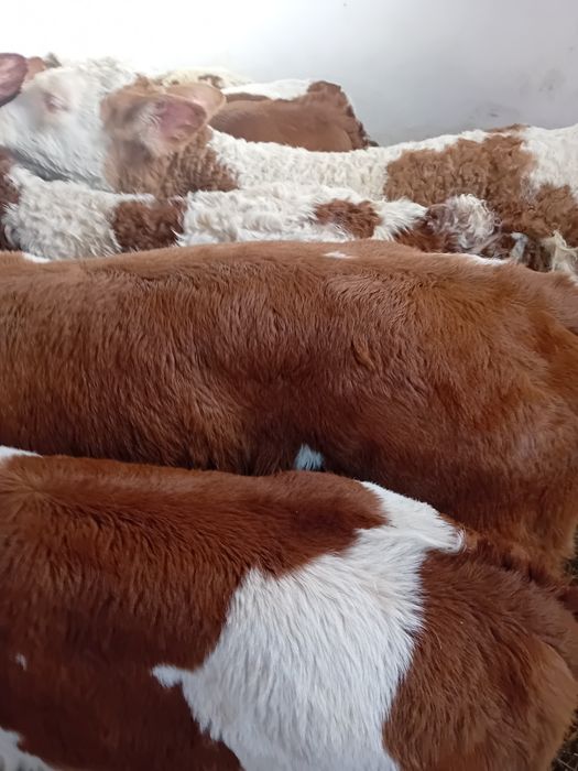 Taurasi și vitele baltati semiintarcati