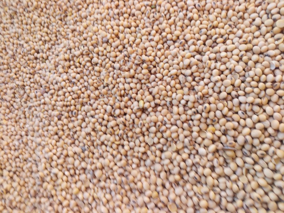 Soia de vânzare,  boabe