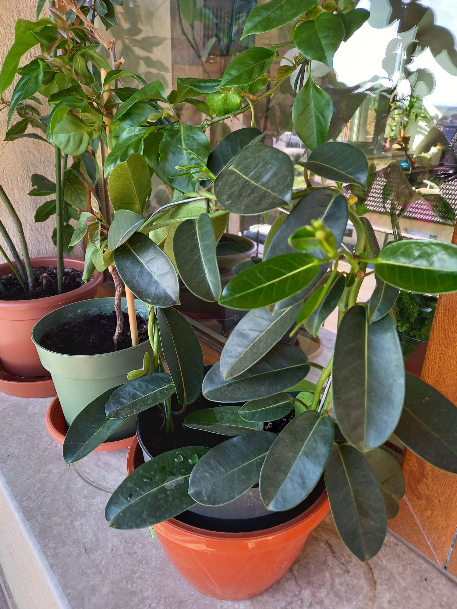 Plante de interior-Ficus Lyrata,Zamioculcas Raven,, Iasomie,