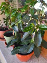 Plante de interior-Ficus Lyrata, Iasomie,