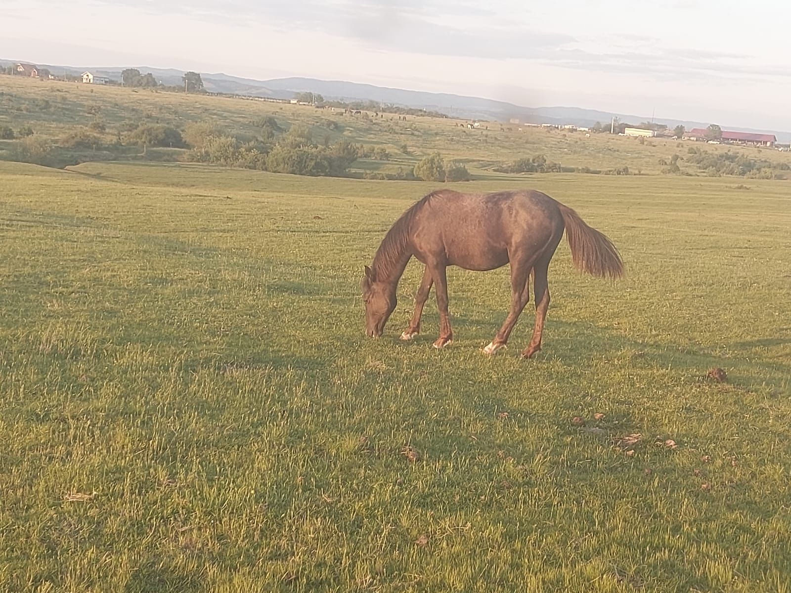 Vand manza de lipitan in varsta de 1 ani de zile cu pedigree sau schim