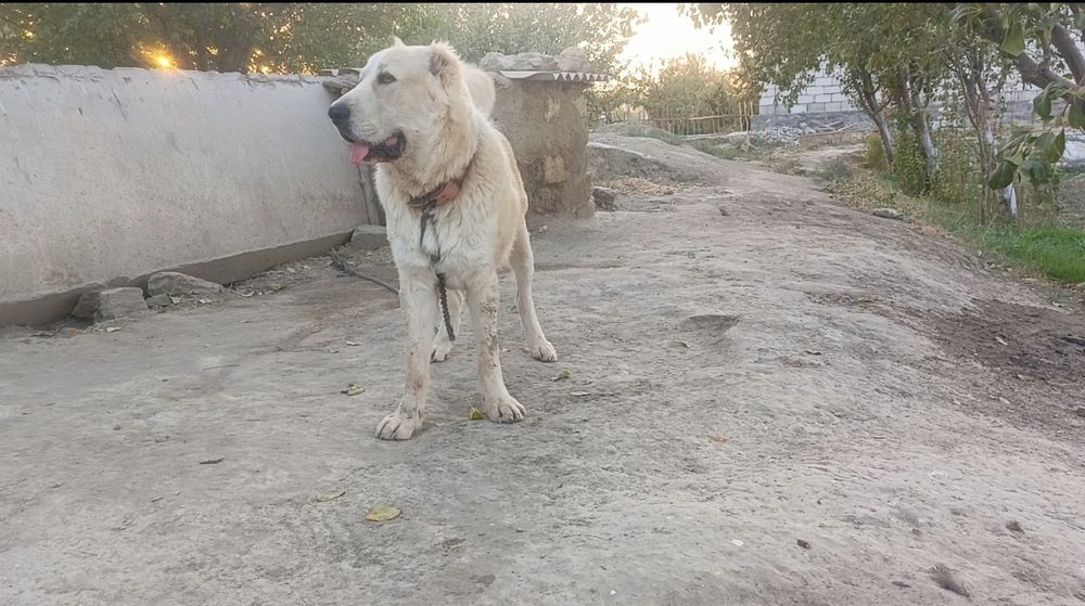 Алабай 10 ойлик сотилади