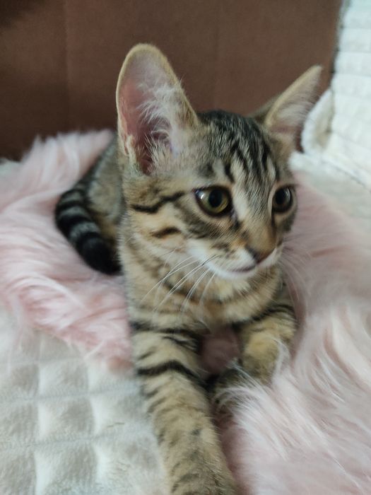 Котята в хорошие руки