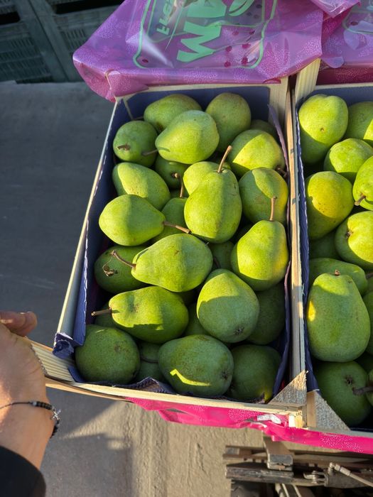 Pere lucas import Olanda 2025