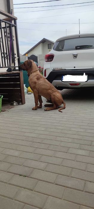 Adoptie Rhodesian Ridgeback