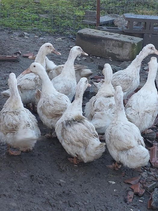 Rate tinere de carne si oua cauta alta casuta