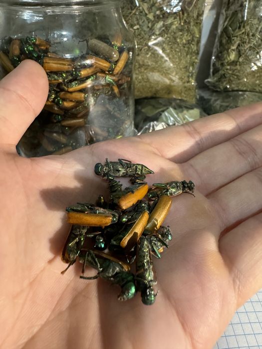 Алтын коныз золотой жук майский жук