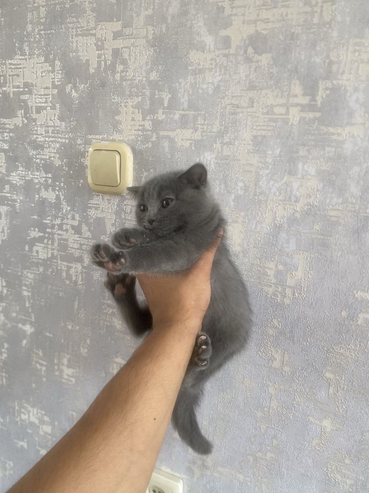 Scottish fold Qiz bola 2 ta