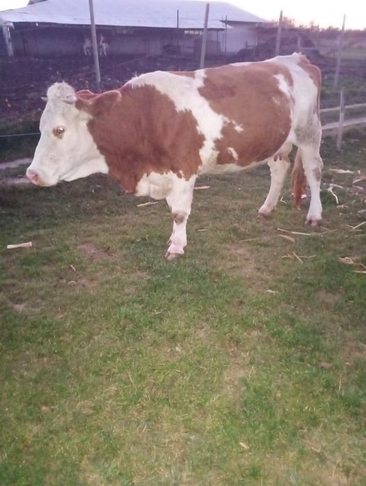 De vânzare 5 vaci Bălțate Românești