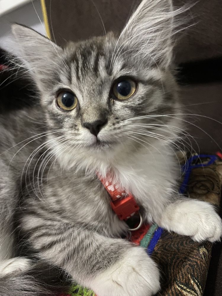 Котенок девочка Хэппи