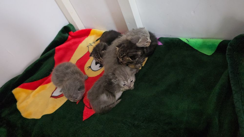 Она бола бешта боласи