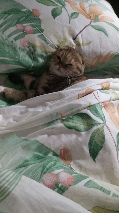 Нужен жених для вязки