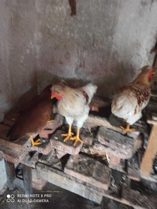 Продавам 4 броя млади петела