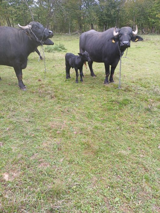 Bivolițe cu viței de două săptămâni