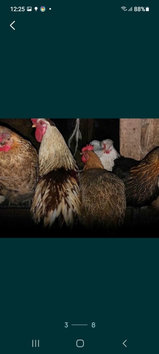 Продавам - сини и зелени оплодени кокоши яйца за люпене. 1,50.лв за бр