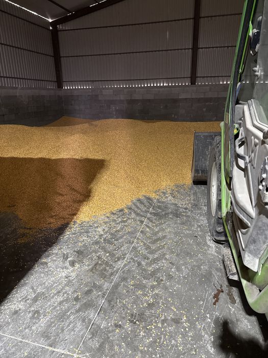 Vand porumb boabe 2025