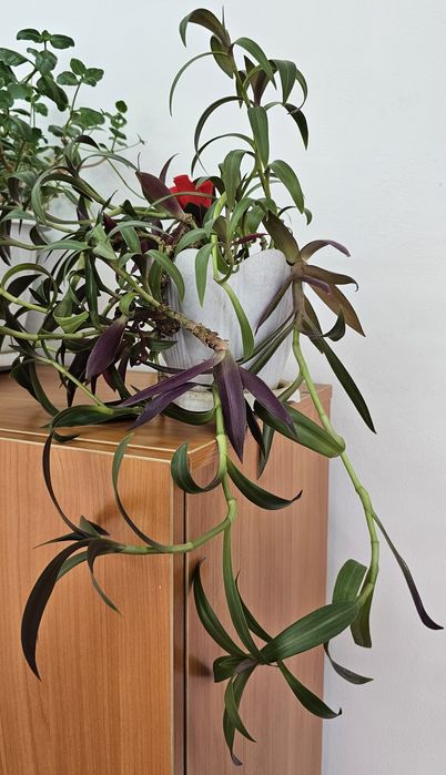 Комнатные цветы.