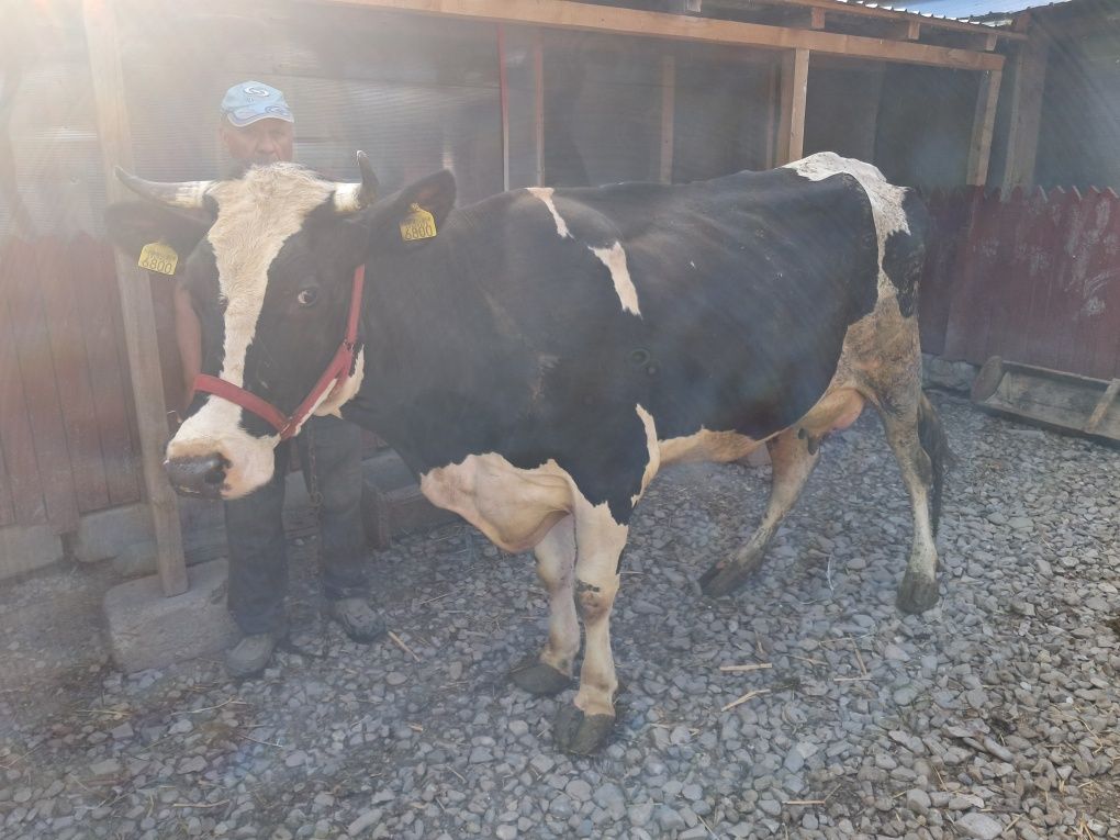 Vand vaca tanara de 1 vitel