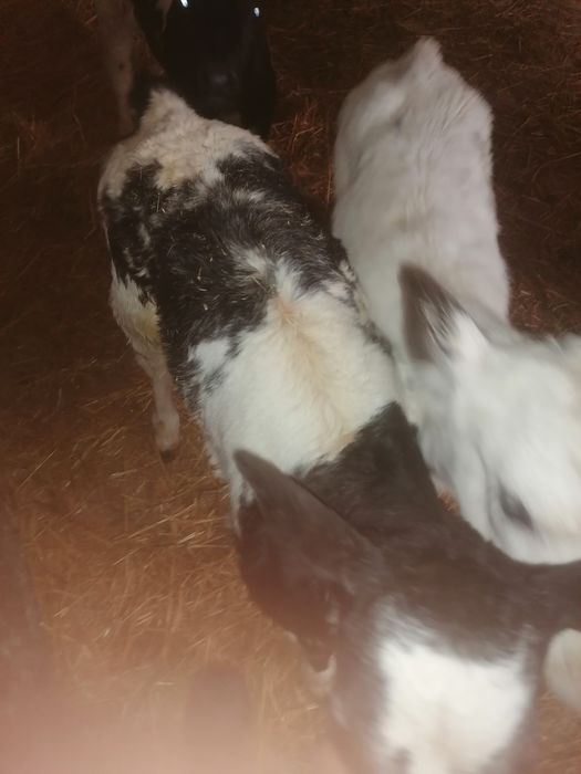 Vând vițele albastru