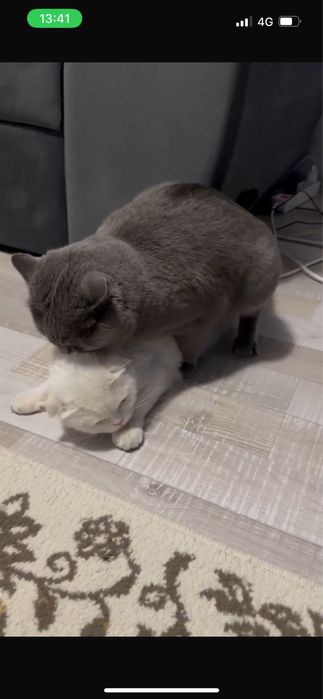 British shorthair&longhair
