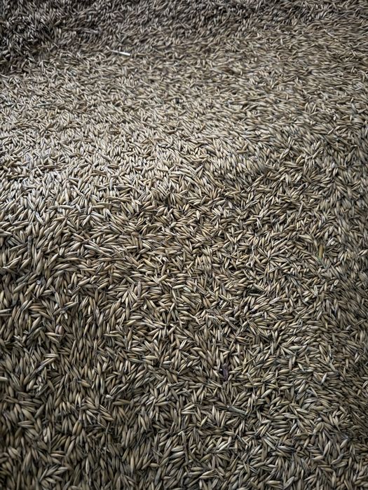 Ovaz C1 din samanta tratată