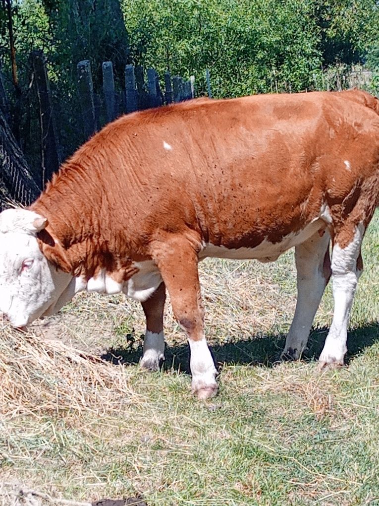 Vând vitea balțată