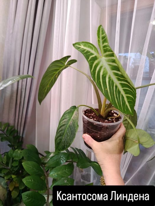 Большой выбор комнатных цветов