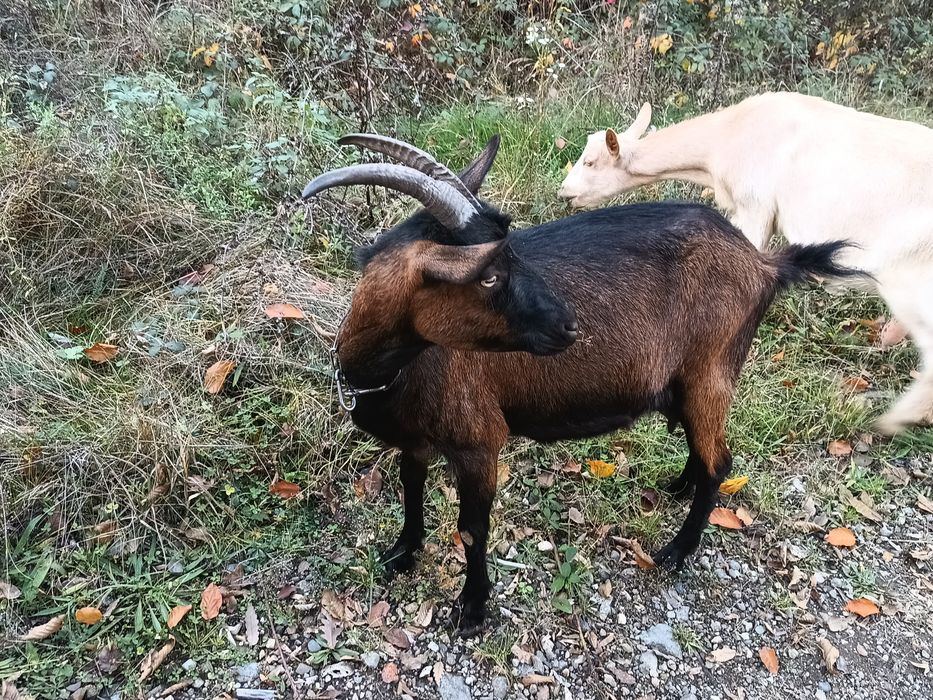 Capra alpina franceza