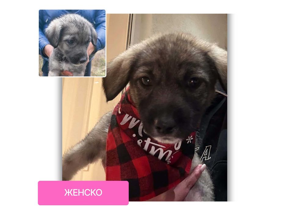 Подарявам кученцe (1 брой)