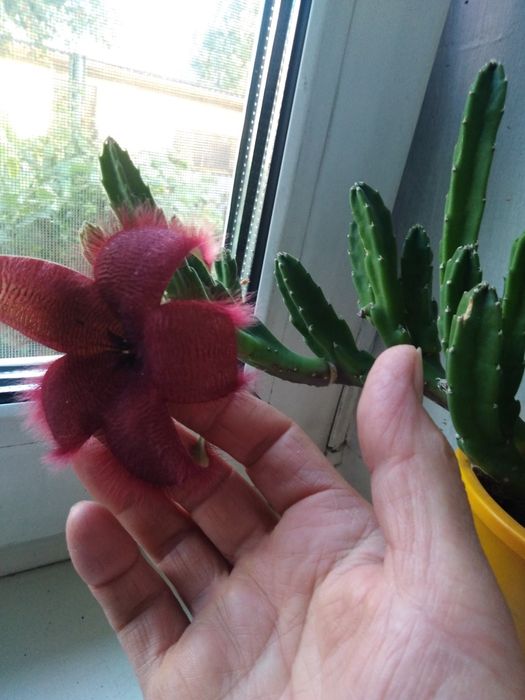 Продам цветы комнатные, денежное дерево, каланхоэ