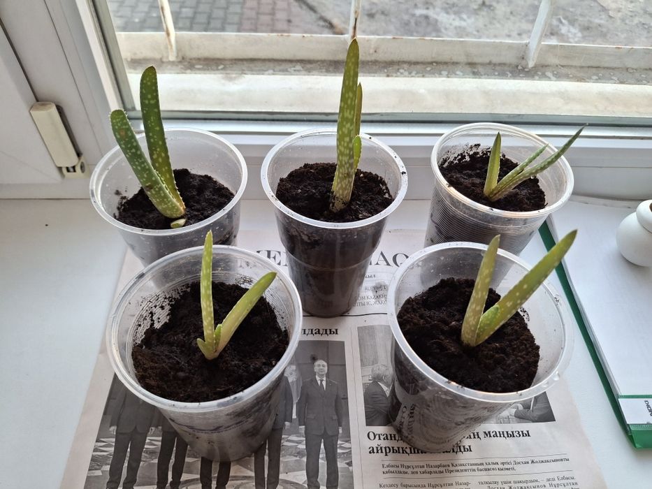 Продам алоэ вера