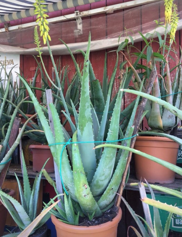 Aloe Vera frunze