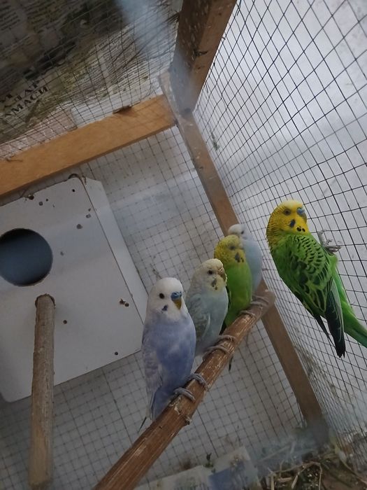 Popugaylar sotiladi tayyor ishlagan paralar parasi 250 mingdan