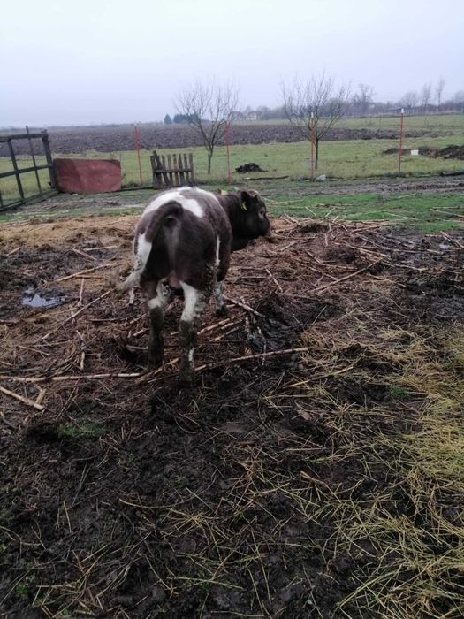 Vand taurași 9 luni