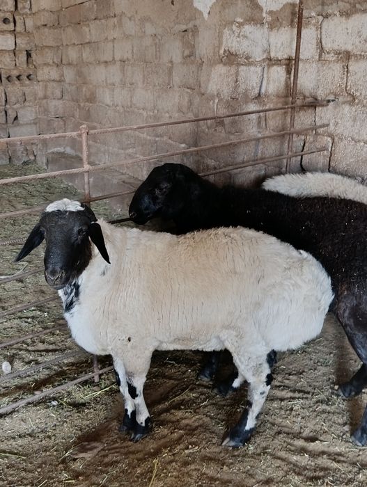 Qoylar xizmati 90 000 mingda jivoy vesiga