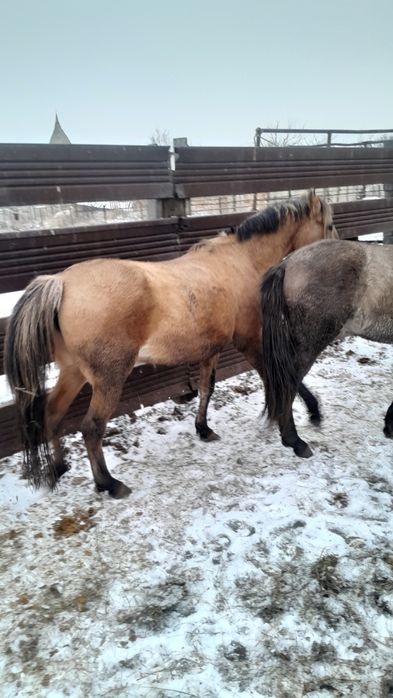 Продам молодую жирную кобылу на согым