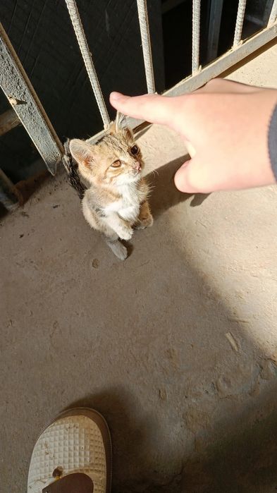 Котик 4 месяца девочка. Воспитанная