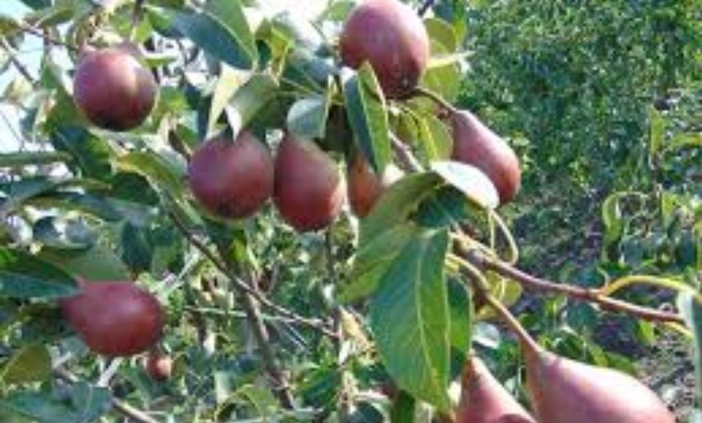 Par Soiul (ROSIOARA de  CLUJ )