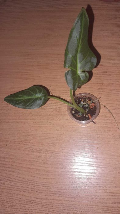 Алоказия, обмен на другие комнатные цветы.