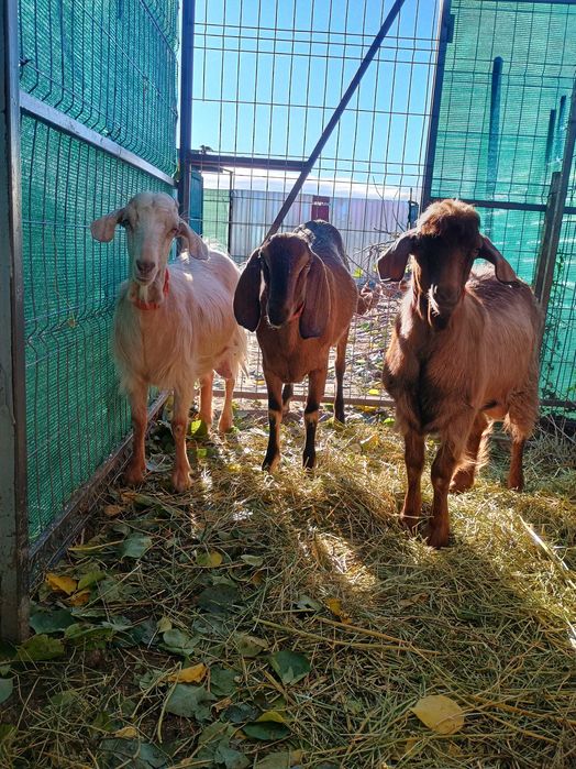 Capră Anglo nubiană și capră Boer cu țap Boer de vânzare