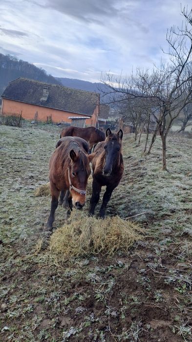 De vanzare o pereche frumoasa