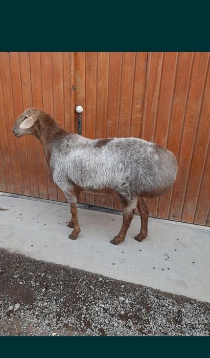 Кассобчилик хизмати.Услуги мясника