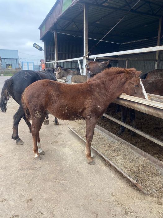 Продается Жабагы