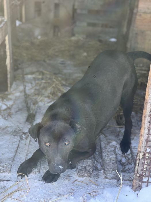 Собаки в хорошие руки