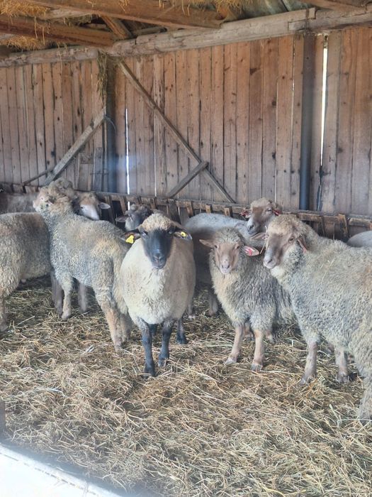 Vând oi reformă rasa Țigaie Ruginie