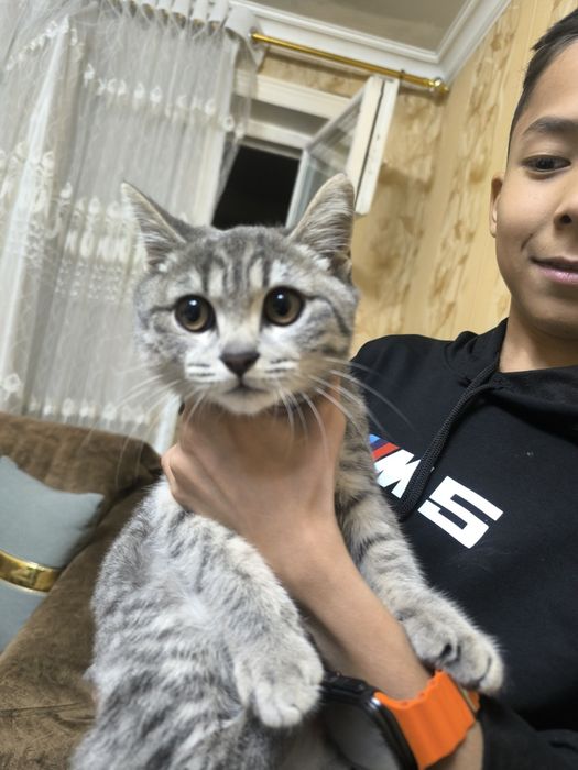 Skotish strayt toza qon